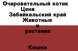 Очаровательный котик › Цена ­ 5 000 - Забайкальский край Животные и растения » Кошки   